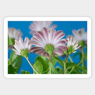 Osteospermum  Serenity White = &#39;Balserwhit&#39;  African daisy  Serenity Series  Back of flowers Sticker